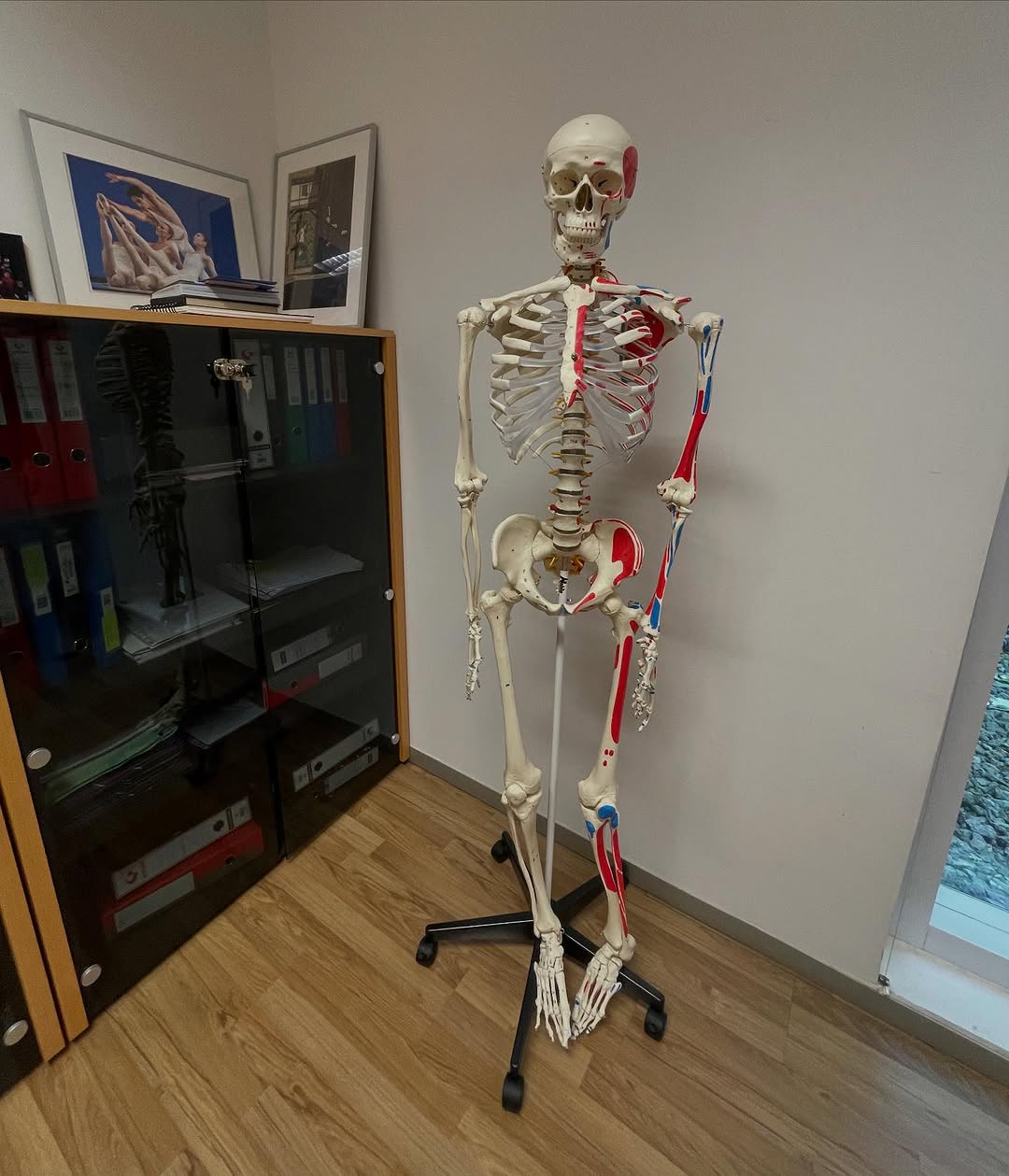 ⚠️ Kide berria dugu DANTZERTIn! ☠️☠️☠️ Ziur gaude giza tamainuko eskeleto artikulatu hau “Dantzari aplikatutako anatomia…