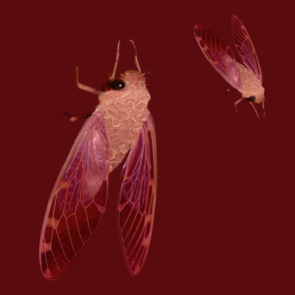 Hui estrenem «Ecdysis, el caos de la transcendencia»! 🟢 Una obra creada i dirigida per Carmen Blanco com a Taller Final…