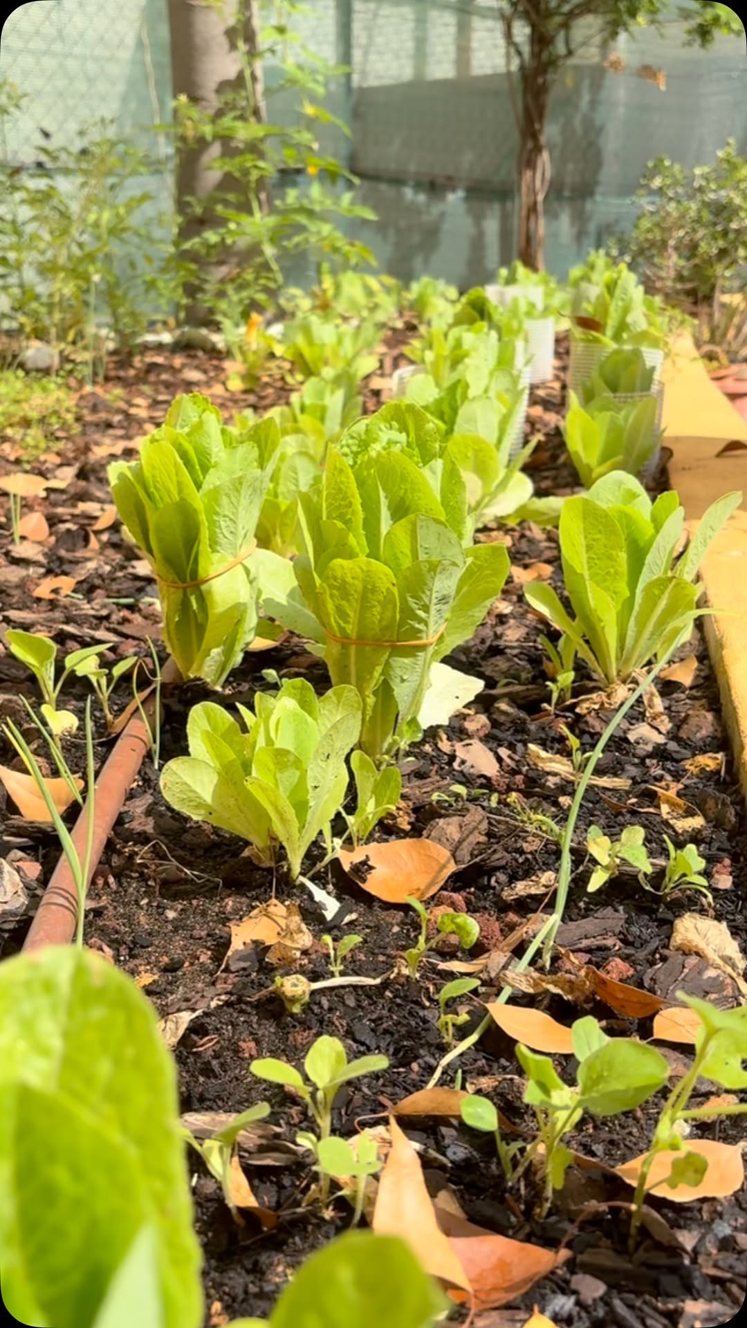 En #Hakim és un crack i s’ha currat un hort urbà al pati de l’escola. Pròximament amanida popular! 💚🥬🥒🍀🍅